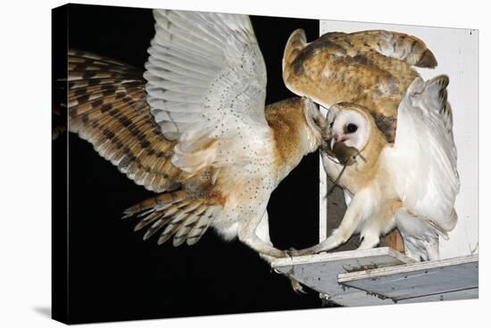 Barn Owls Feeding on a Rat-null-Premier Image Canvas