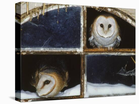 Barn Owls Looking out of a Barn Window Germany-Dietmar Nill-Premier Image Canvas