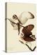 Barn Owls-John James Audubon-Premier Image Canvas