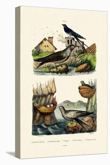 Barn Swallow, 1833-39-null-Premier Image Canvas