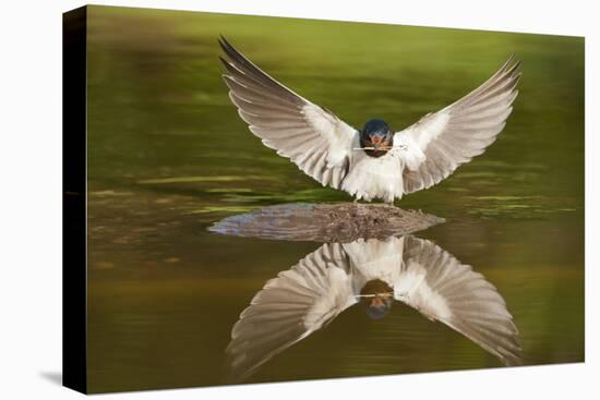 Barn Swallow (Hirundo Rustica) Alighting at Pond, Collecting Material for Nest Building, UK-Mark Hamblin-Premier Image Canvas