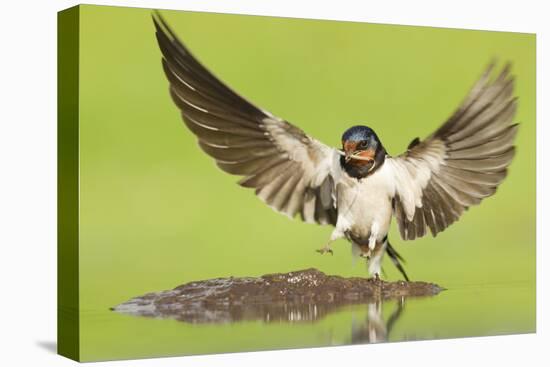 Barn Swallow (Hirundo Rustica) Collecting Mud for Nest Building. Inverness-Shire, Scotland, June-Mark Hamblin-Premier Image Canvas
