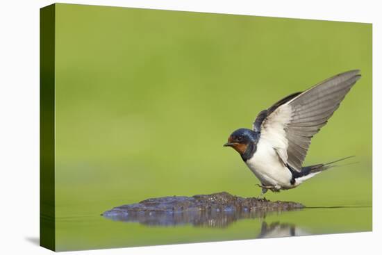 Barn Swallow (Hirundo Rustica) Collecting Mud for Nest Building, June, Scotland, UK-Mark Hamblin-Premier Image Canvas