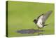 Barn Swallow (Hirundo Rustica) Collecting Mud for Nest Building, June, Scotland, UK-Mark Hamblin-Premier Image Canvas