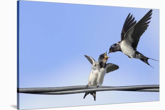Barn Swallow (Hirundo Rustica) Feeding a Fledgling on a Wire. Perthshire, Scotland, September-Fergus Gill-Stretched Canvas