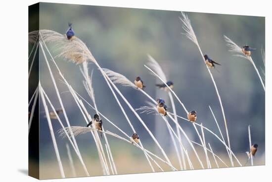 Barn Swallow (Hirundo Rustica) Group Of Different Subspecies Resting Together. Israel-Oscar Dominguez-Premier Image Canvas