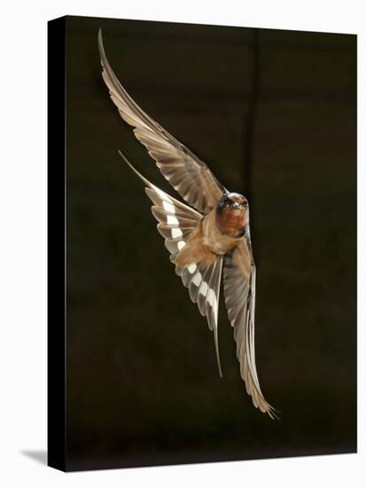 Barn Swallow, Pennsylvania, USA-Joe & Mary Ann McDonald-Premier Image Canvas