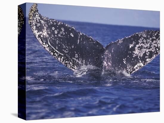 Barnacle-Encrusted Whale Tail-Amos Nachoum-Premier Image Canvas