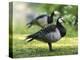 Barnacle Goose Standing in a Green Field. Germany, Bavaria, Munic-Martin Zwick-Premier Image Canvas