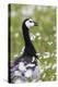 Barnacle Goose Standing in a Green Field. Germany, Bavaria, Munich-Martin Zwick-Premier Image Canvas