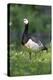 Barnacle Goose Standing in a Green Field. Germany, Bavaria, Munich-Martin Zwick-Premier Image Canvas