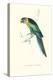 Barnard's Parakeet - Barnardius Zonarius Barnardi-Edward Lear-Stretched Canvas