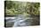 Barnes Creek Through Forest, Olympic National Park, Washington, USA-Jaynes Gallery-Premier Image Canvas