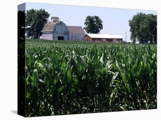 Barns on Farm, Hudson, Illinois, Midwest, USA-Ken Gillham-Premier Image Canvas