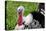 Barnyard Tom Turkey, Farmers' Museum, Cooperstown, New York, USA-Cindy Miller Hopkins-Premier Image Canvas