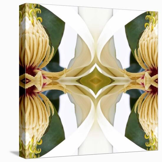 Baroque Magnolia-Rose Anne Colavito-Stretched Canvas