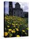 Baroque Style Cathedral and Yellow Daisies, Lipari, Sicily, Italy-Michele Molinari-Premier Image Canvas