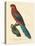 Barraband Parrot No. 78-Jacques Barraband-Stretched Canvas