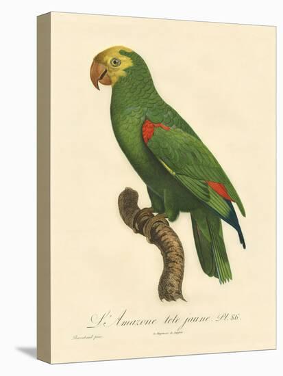 Barraband Parrot No. 86-Jacques Barraband-Stretched Canvas