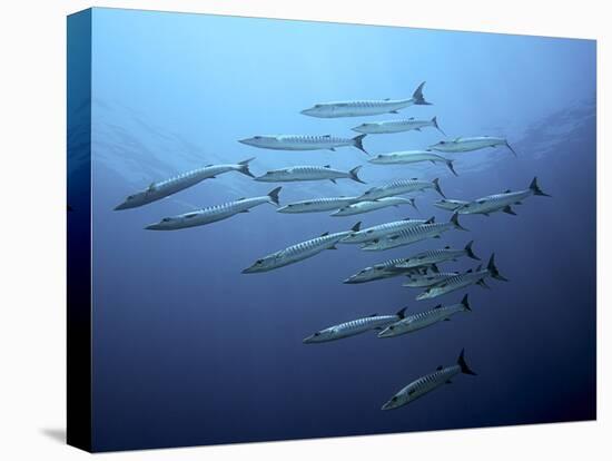 Barracudas-Henry Jager-Premier Image Canvas