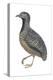 Barred or Common Button Quail (Turnix Suscitator), Birds-Encyclopaedia Britannica-Stretched Canvas