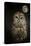 Barred Owl and the Moon-Jai Johnson-Premier Image Canvas