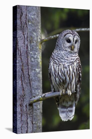 Barred Owl, Hunting at Dusk-Ken Archer-Premier Image Canvas