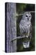 Barred Owl, Hunting at Dusk-Ken Archer-Premier Image Canvas