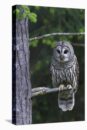 Barred Owl, Hunting at Dusk-Ken Archer-Premier Image Canvas