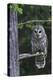 Barred Owl, Hunting at Dusk-Ken Archer-Premier Image Canvas
