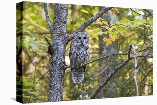 Barred Owl in Fall, Alger County, Michigan-Richard and Susan Day-Premier Image Canvas