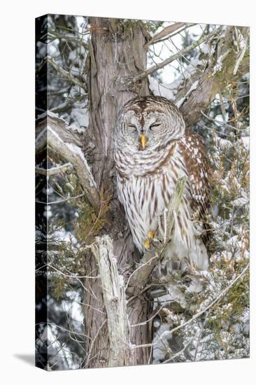 Barred owl in red cedar tree in snow, Marion County, Illinois.-Richard & Susan Day-Premier Image Canvas