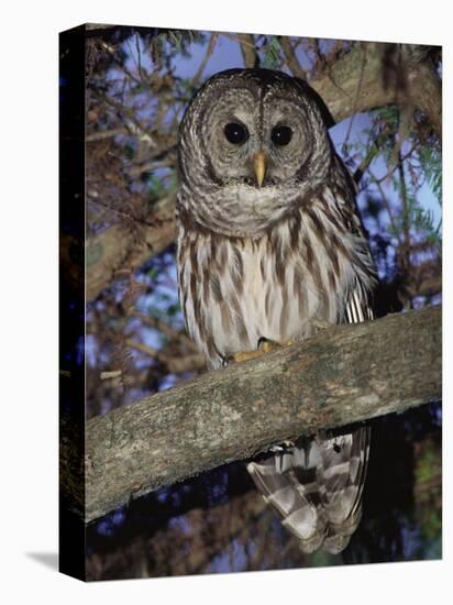 Barred Owl in Tree, Corkscrew Swamp Sanctuary Florida USA-Rolf Nussbaumer-Premier Image Canvas
