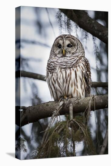 Barred owl on perch, United States of America, North America-Ashley Morgan-Premier Image Canvas