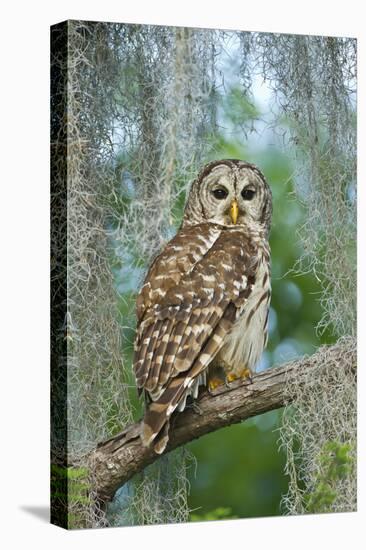 Barred Owl (Strix Varia) in Bald Cypress Forest on Caddo Lake, Texas, USA-Larry Ditto-Premier Image Canvas