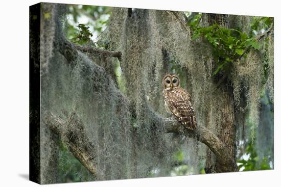 Barred Owl (Strix Varia) in Bald Cypress Forest on Caddo Lake, Texas, USA-Larry Ditto-Premier Image Canvas