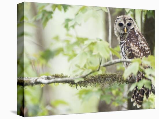 Barred Owl, Vacharie, Louisiana, USA-Rob Tilley-Premier Image Canvas