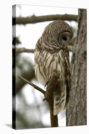 Barred Owl-Linda Wright-Premier Image Canvas