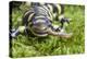 Barred Tiger Salamander (Ambystoma Tigrinum Mavortium)Eating Earth Worm-Chris Mattison-Premier Image Canvas