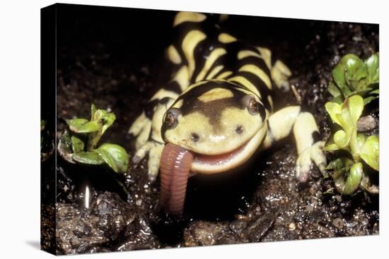 Barred Tiger Salamander Eating Earthworm-null-Premier Image Canvas