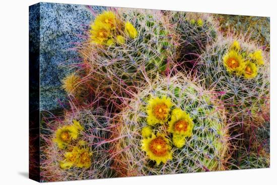 Barrel Cactus in Bloom, Anza-Borrego Desert State Park, Usa-Russ Bishop-Premier Image Canvas