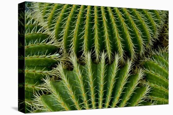 Barrel Cactus-Charles Bowman-Premier Image Canvas