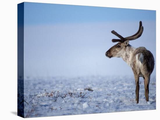 Barren Ground Caribou, Arctic National Wildlife Refuge, Alaska, USA-Steve Kazlowski-Premier Image Canvas