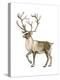 Barren Ground Caribou (Rangifer Arcticus), Mammals-Encyclopaedia Britannica-Stretched Canvas