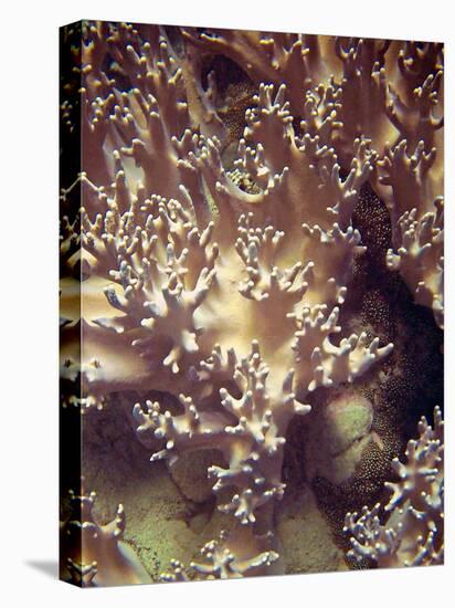 Barrier Reef Coral I-Kathy Mansfield-Premier Image Canvas