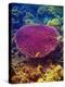 Barrier Reef Coral II-Kathy Mansfield-Premier Image Canvas