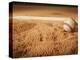 Baseball-Randy Faris-Premier Image Canvas