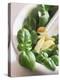 Basil, Garlic and Pine Nuts (Ingredients for Pesto)-null-Premier Image Canvas