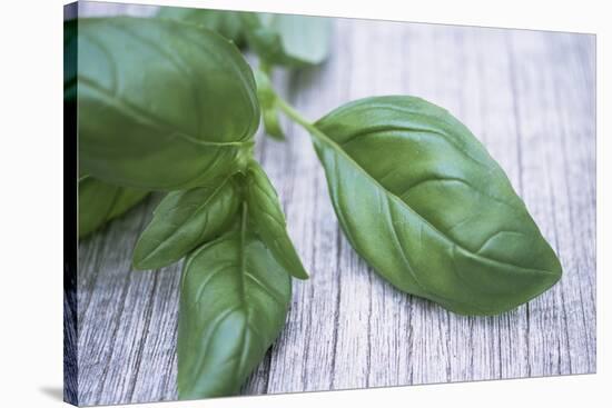 Basil Leaves-Maxine Adcock-Premier Image Canvas