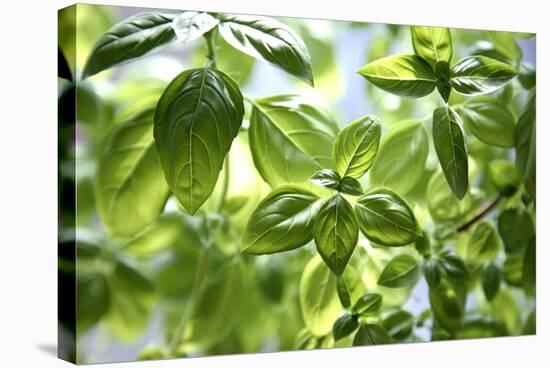 Basil Leaves-Victor De Schwanberg-Premier Image Canvas